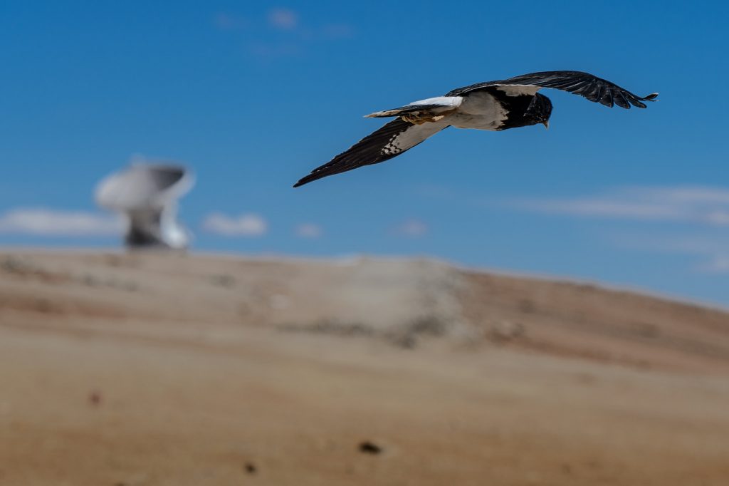 Viele Tiere sind sind nicht nur wetterfühlig, sondern wittern auch Gefahren. Foto (C) Allessandro Caproni / flickr CC BY 2.0