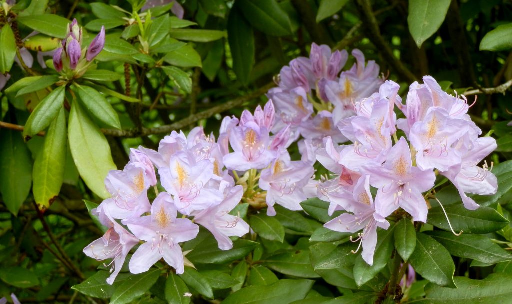 Blühender Oleander, Foto (C) Irmgard Brottrager