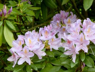 Blühender Oleander, Foto (C) Irmgard Brottrager