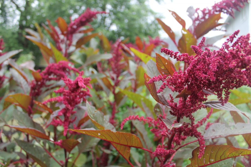 Das “Pseudogetreide” Amaranth kann die Nährstoffaufnahme hemmen. Foto (C) Dana / flickr CC BY 2.0
