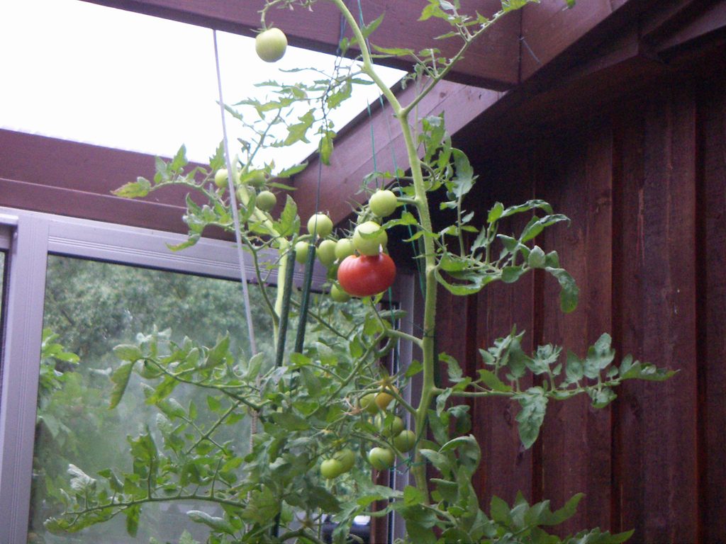 Wenn der Platzbedarf kein Problem ist, sind auch Kübel-Tomaten eine Option. Foto (C) Carl Johan Crafoord / flickr CC BY 2.0