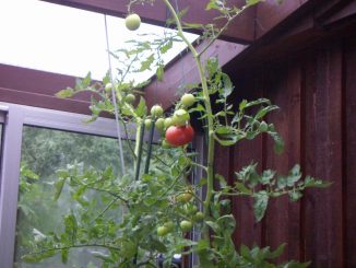 Wenn der Platzbedarf kein Problem ist, sind auch Kübel-Tomaten eine Option. Foto (C) Carl Johan Crafoord / flickr CC BY 2.0