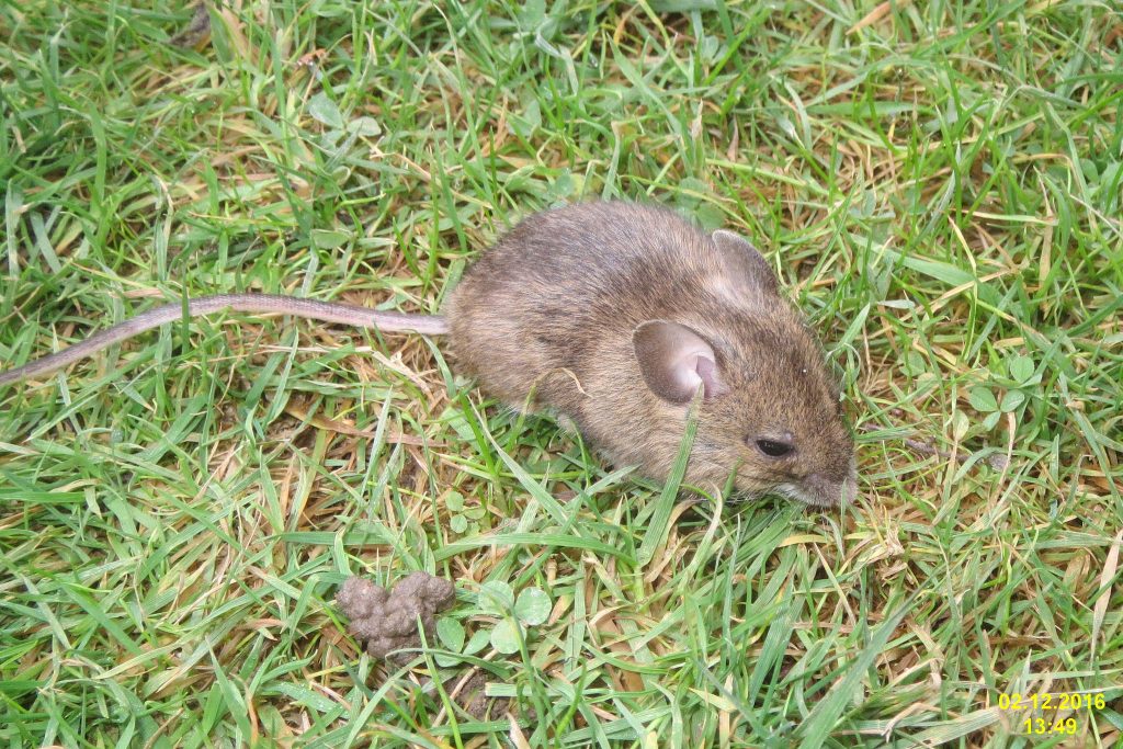 Mäuschen: Eigentlich sind sie ja süß. Foto (C) David Short / Flickr CC BY 2.0