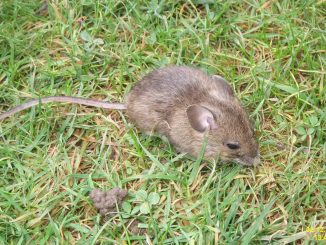 Mäuschen: Eigentlich sind sie ja süß. Foto (C) David Short / Flickr CC BY 2.0