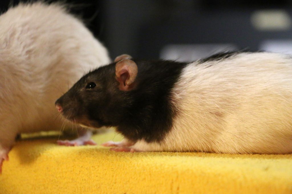Und so sieht eine Ratte aus! Foto (C) Richard Combes / flickr CC BY 2.0
