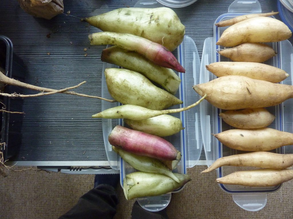 Frische Yacon-Wurzeln, Foto (C) Andy Roberts / flickr CC BY 2.0