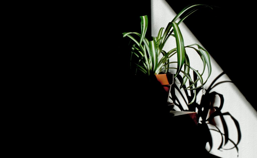 Chlorophytum Comosum, bekannt unter dem Namen Grünlilie