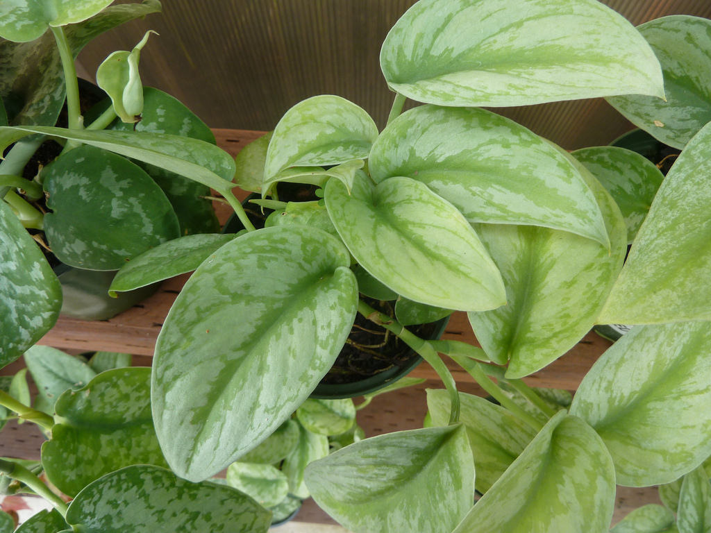 Epipremnum Aureum, auch Goldener Pothos genannt