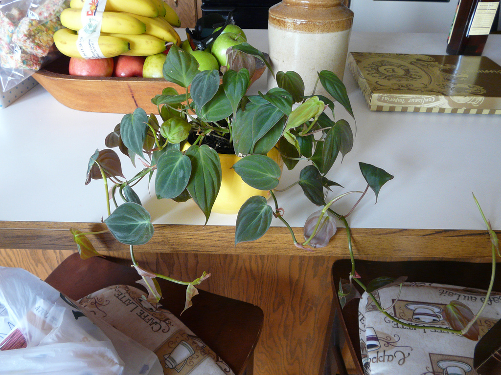 Philodendron, auch "Baumfreund" genannt