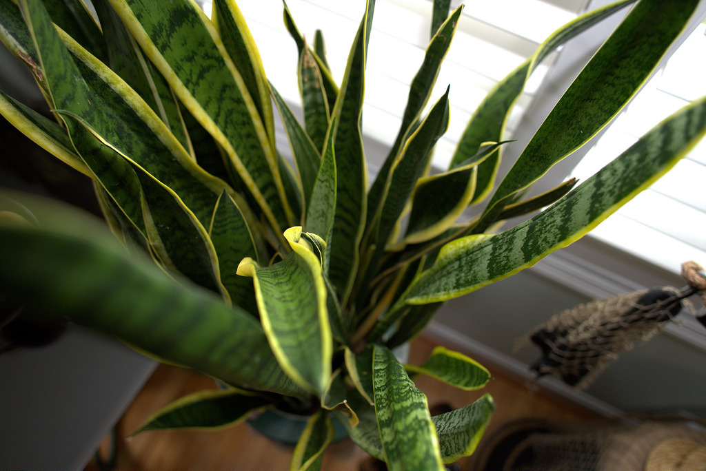 Sansevieria Aethiopica, auch "Schlangenpflanze" genannt