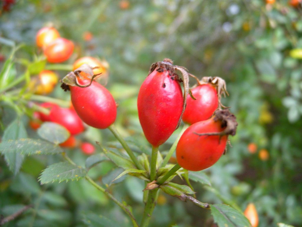 Auch Hagebutten gibt es kostenlos in der Natur. Foto (C) Tauralbus / flickr CC BY 2.0