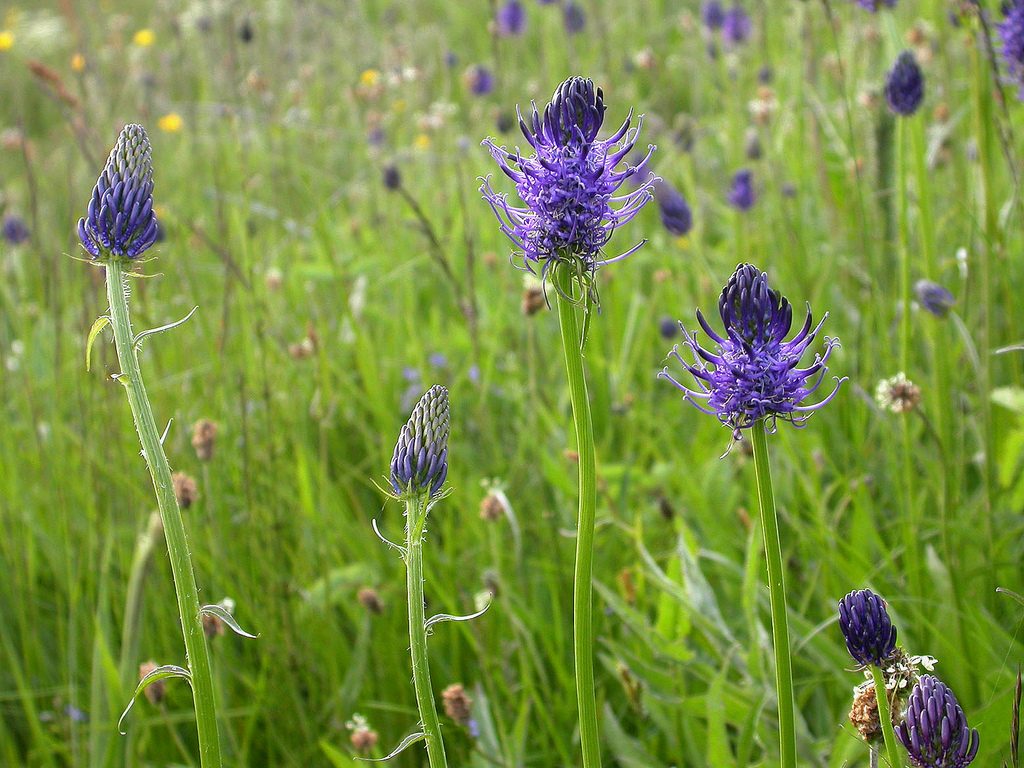Die Blüte der Teufelskralle ist ein gutes Beispiel für das Prinzip einer Sprengglyphe, Foto (C) Frank Vassen/ flickr CC BY 2.0