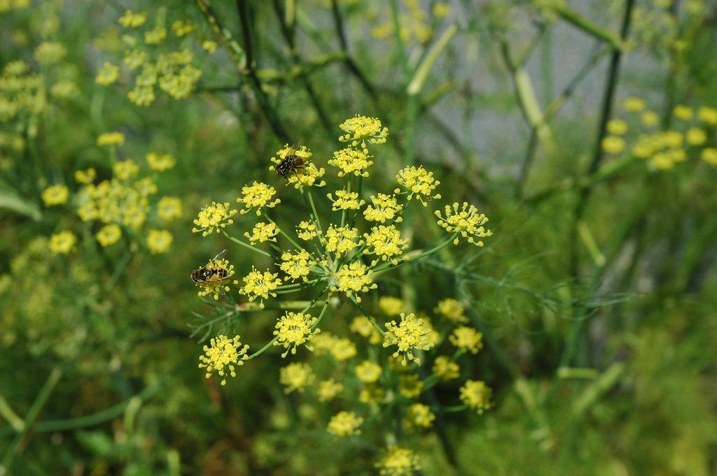 Fenchelblüten, Foto (C) Tauralbus / flickr CC BY 2.0