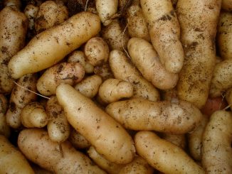 Junge Kartoffeln mit zarter Schale, Foto (C) Christian Guthier/ flickr CC BY 2.0