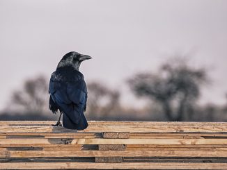 Foto (C) rippchenmitkraut66 / flickr CC BY 2.0