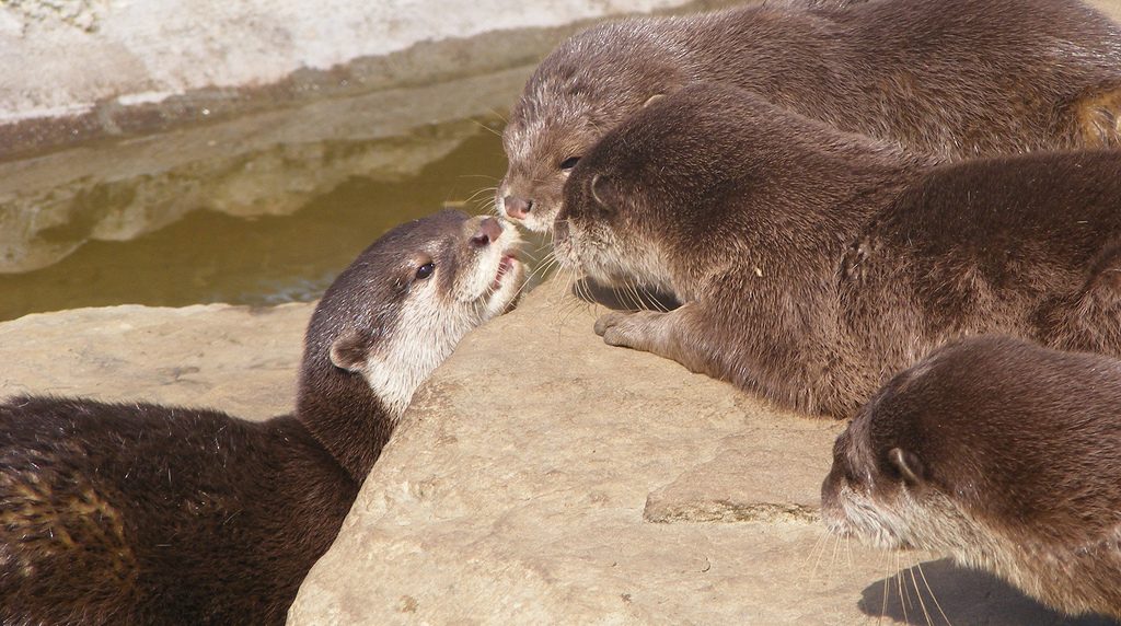 Noch nie einen Otter gesehen? So sehen wir aus! Foto (C) monkeywing / flickr CC BY 2.0