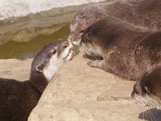 Noch nie einen Otter gesehen? So sehen wir aus! Foto (C) monkeywing / flickr CC BY 2.0