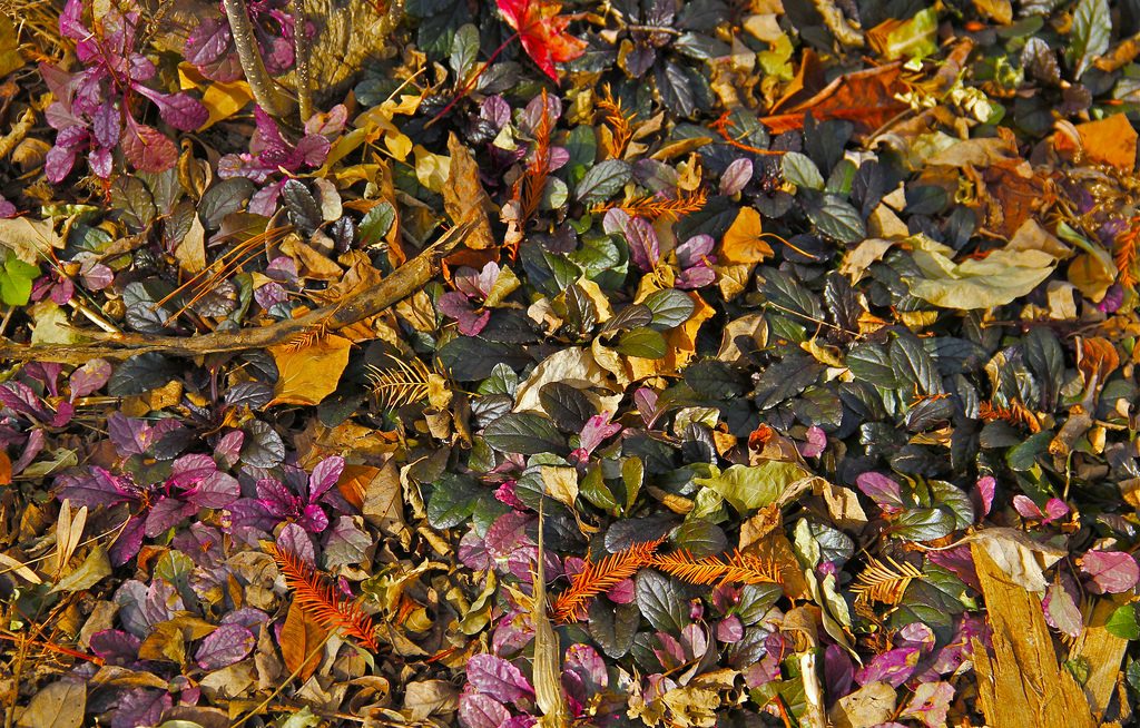 Potpourri mit Blättern, Foto (C) Chris Burke / flickr CC BY 2.0