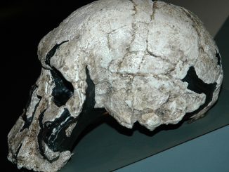Angeblicher Schädel eines Homo Rudolfensis, Foto (C) James St. John / flickr CC BY 2.0