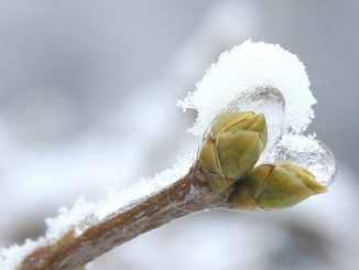 Knopse, Eis und Schnee. Foto (C) Maja Dumat / flickr CC BY 2.0