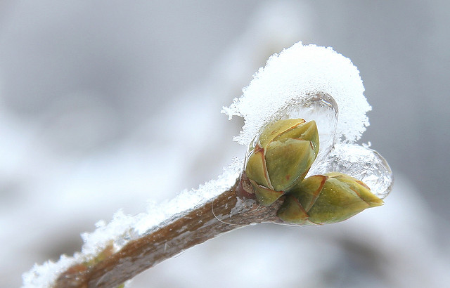 Knopsen, Eis und Schnee. Foto (C) Maja Dumat / flickr CC BY 2.0