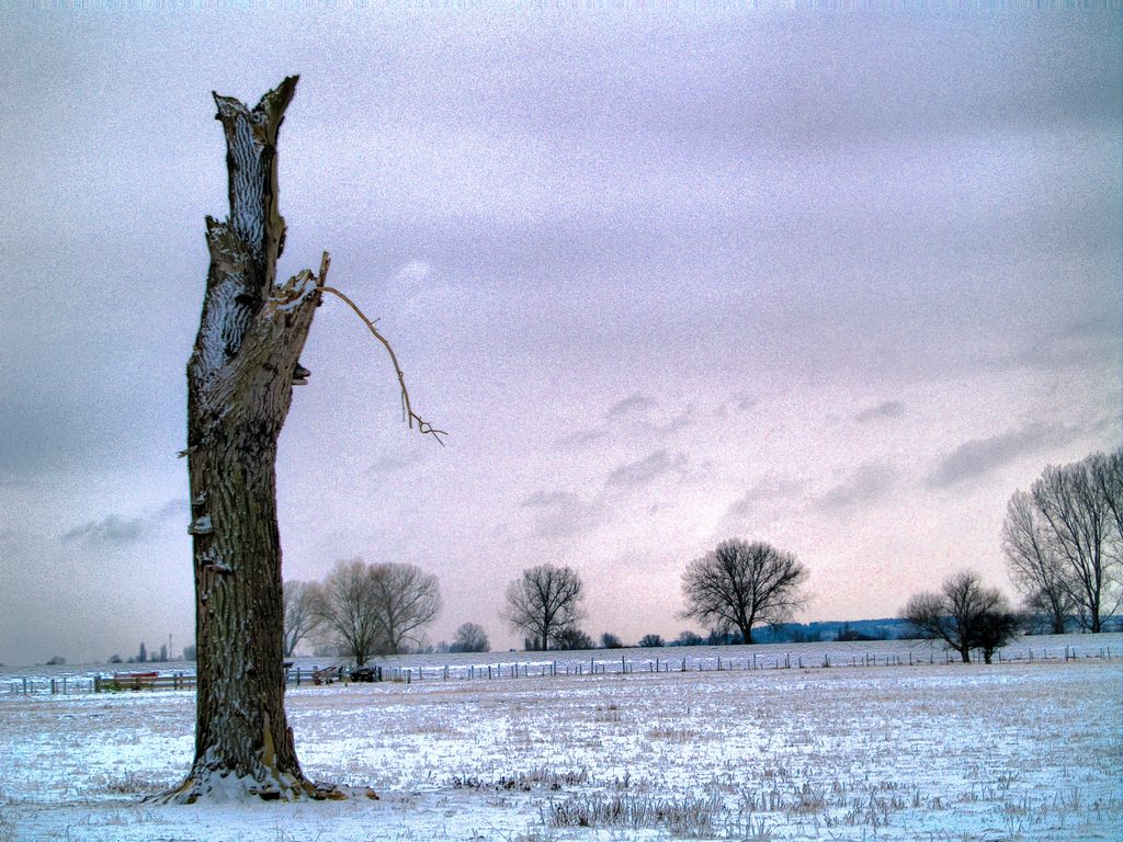 Winterlandschaft mit Baum-Gerippe, Foto (C) MIchael Gottwald / flickr CC BY 2.0