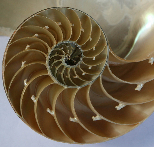 Alles in der Natur folgt mathematischen Bauplänen. Foto (C) Jitze Couperus / flickr CC BY 2.0