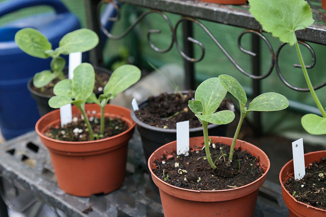 Zucchini-Jungpflanzen, Foto (C) Maja Dumat / flickr CC BY 2.0