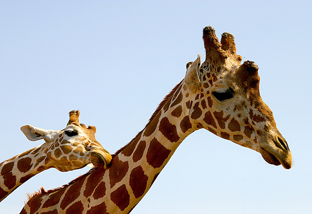 Foto (C) Leonid Mamchenkov / flickr CC BY 2.0