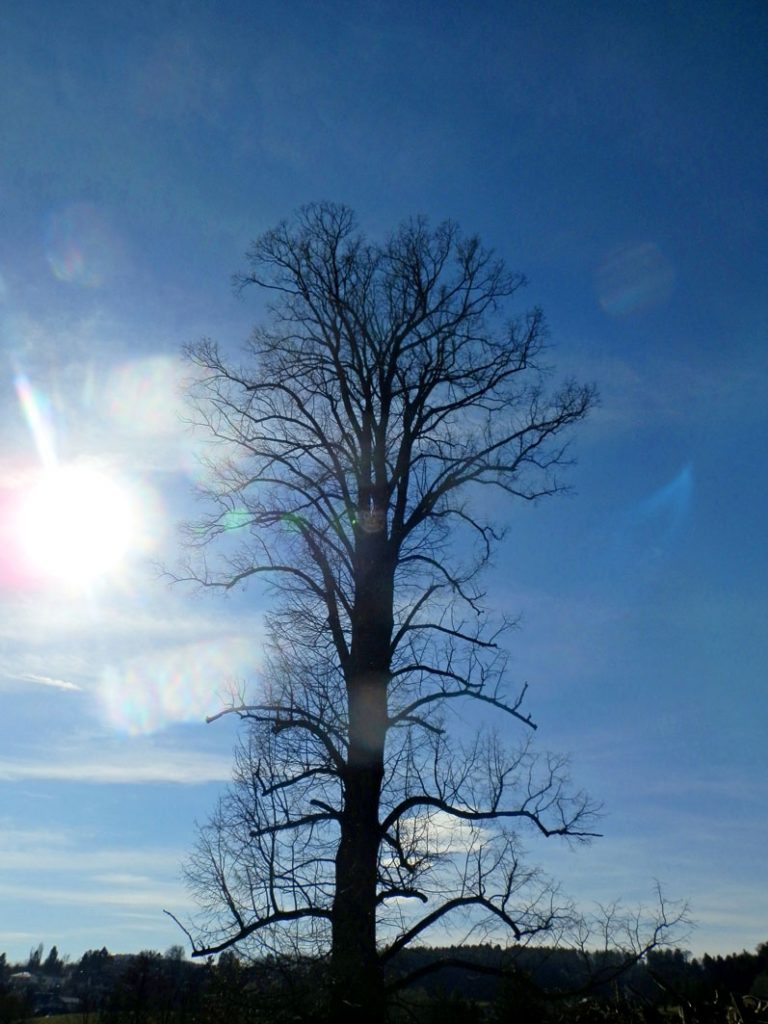 Alte Linde, Foto (C) Irmgard Brottrager