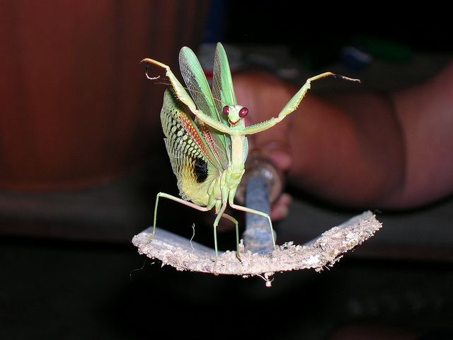 Mantis, Foto (C) Mike / flickr CC BY 2.0