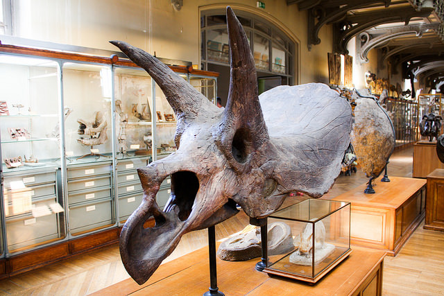 Skelett von einem Triceratops. Die Tiere wurden bis 9 Meter lang. Foto (C) Shadowgate / flickr CC BY 2.0