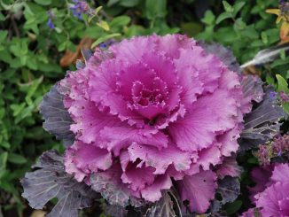 Grünkohl (oder „Kale“) gibt es auch in roter Ausführung. Foto: Andrey / flickr CC BY 2.0