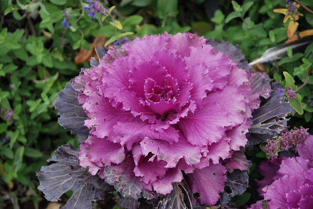 Grünkohl (oder „Kale“) gibt es auch in roter Ausführung. Foto: Andrey / flickr CC BY 2.0