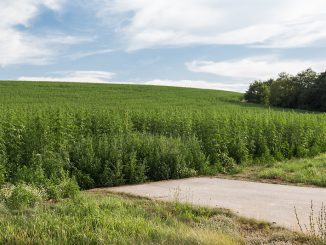So sieht ein Feld mit Nutzhanf aus. Foto: Maja Dumat / flickr CC BY 2.0