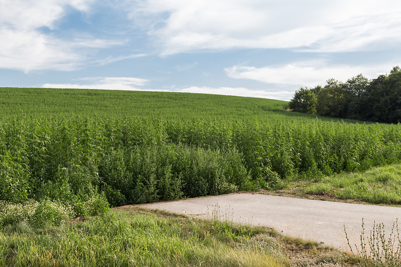 So sieht ein Feld mit Nutzhanf aus. Foto: Maja Dumat / flickr CC BY 2.0