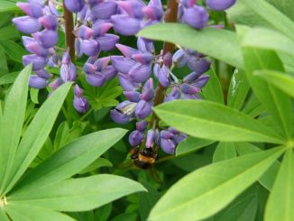 Lupinen sind Pionierpflanzen und zeigen einen durchlässigen Boden an. Fot: Mario Storch / flickr CC BY 2.0