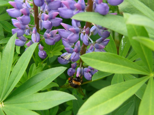 Lupinen sind Pionierpflanzen und zeigen einen durchlässigen Boden an. Fot: Mario Storch / flickr CC BY 2.0