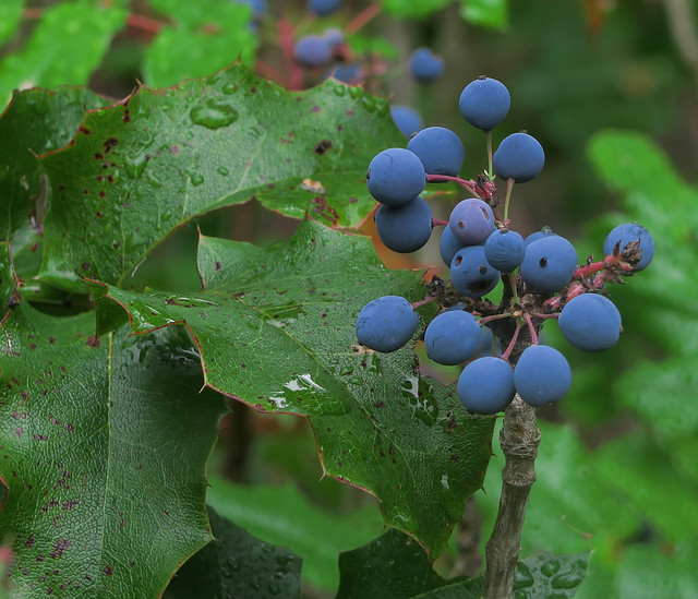 Nachtblaue Mahonien, Foto: John Rusk / flickr CC BY 2.0