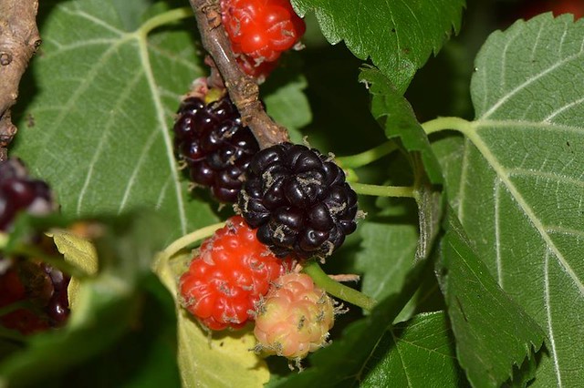 Schwarze Maulbeeren am Baum, Foto: Jean and Fred / flickr CC BY 2.0