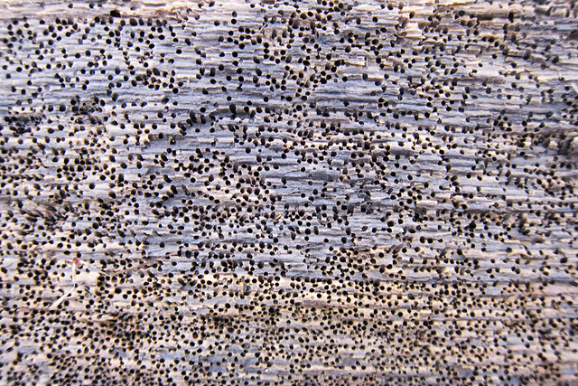 Dieses Holz ist bestenfalls als Sieb zu gebrauchen. Foto: Thomas Quine / flickr CC BY 2.0