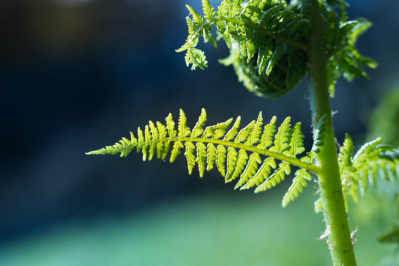 Pflanzen leben von Lichtnahrung, Foto: Theo Crazzolara / flickr CC BY 2.0