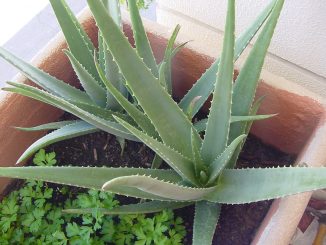 Aloe Vera, Foto: Olga Berrios, Foto: flickr CC BY 2.0