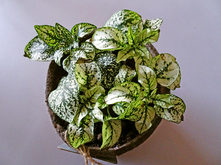Punktblume, Foto (C) Irmgard Brottrager