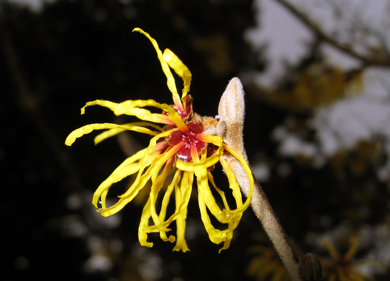 Bezaubernde Hamamelis-Blüte, Foto: Ruth Hartnup / flickr CC BY 2.0
