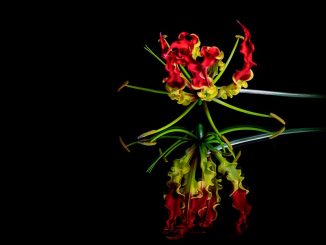 Die vielleicht giftigste von allen hört auf den Namen Gloriosa, Foto: Pete G / flickr CC BY 2.0