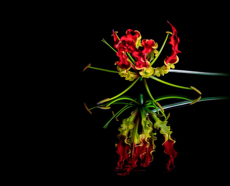 Die vielleicht giftigste von allen hört auf den Namen Gloriosa, Foto: Pete G / flickr CC BY 2.0