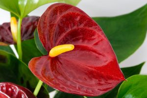 Anthurium Anthurium