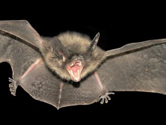 Kommt der Lärm von einer Fledermaus? Foto: Phuket@photographer.net / flickr CC BY 2.0