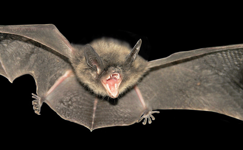 Kommt der Lärm von einer Fledermaus? Foto: Phuket@photographer.net / flickr CC BY 2.0